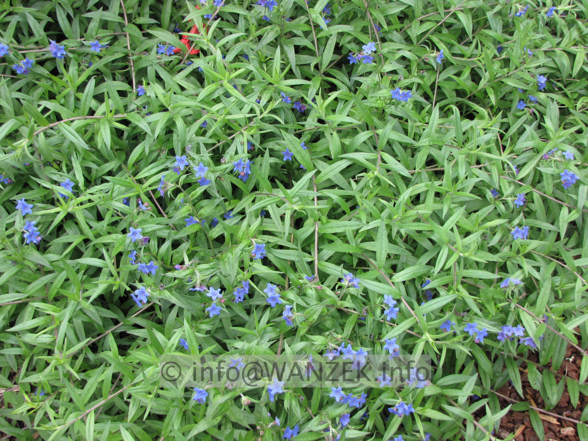 Aegonychon purpurocaeruleum 1.JPG